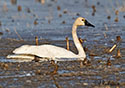 Cygnus columbianus